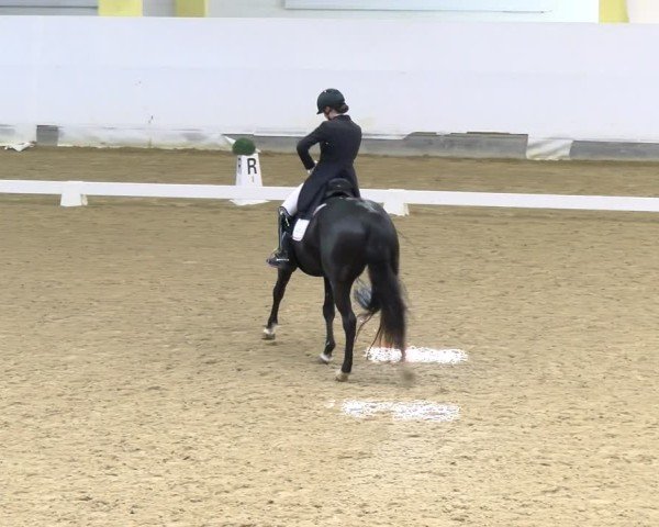 Reitturnier Stadl-Paura 2024