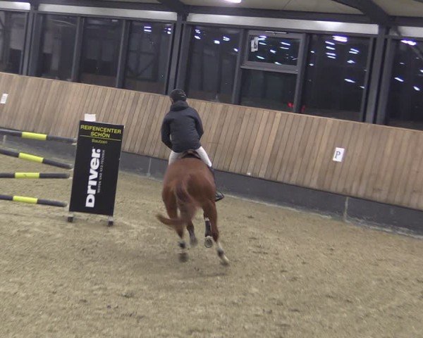 Reitturnier Zwickau 2024