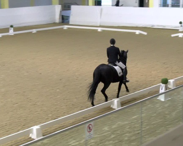 Reitturnier Stadl-Paura 2024