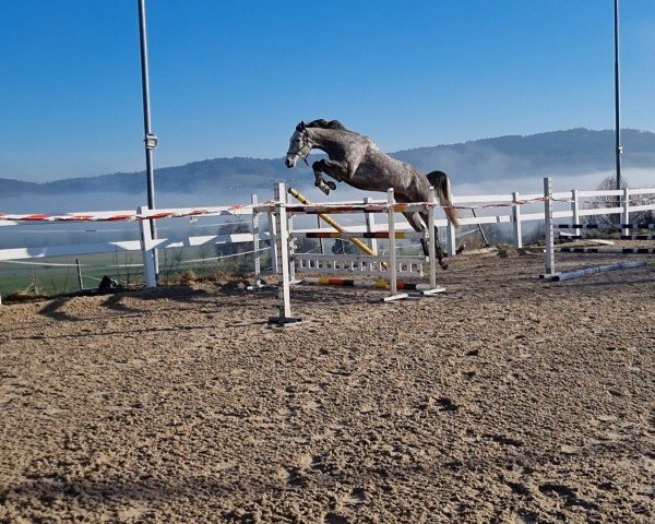 horse Night Shift (KWPN (Royal Dutch Sporthorse), 2018, from Durango VDL)