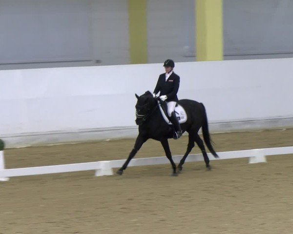 Reitturnier Stadl-Paura 2024