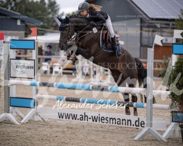 broodmare Top Balina (German Riding Pony, 2009, from Top Balino)