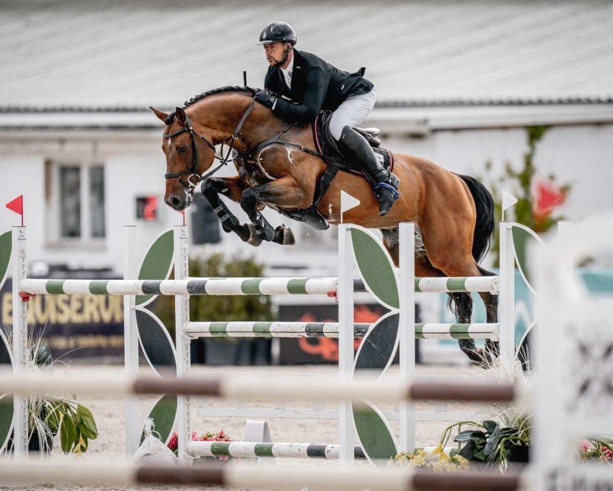 Springpferd Empire (KWPN (Niederländisches Warmblut), 2009, von Quidam de Revel)
