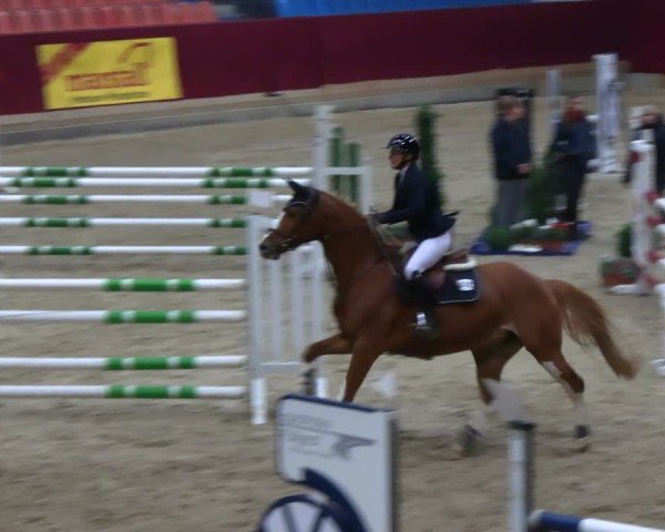 Reitturnier Neustadt/Dosse - Graf von Lindenau-Halle 2024