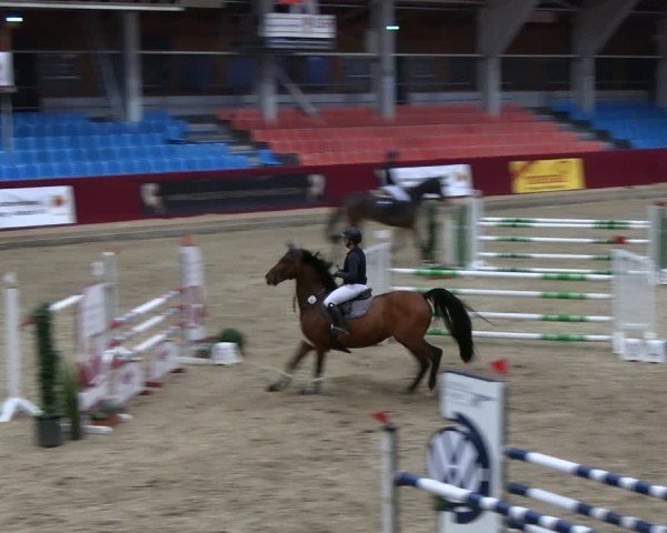 Reitturnier Neustadt/Dosse - Graf von Lindenau-Halle 2024
