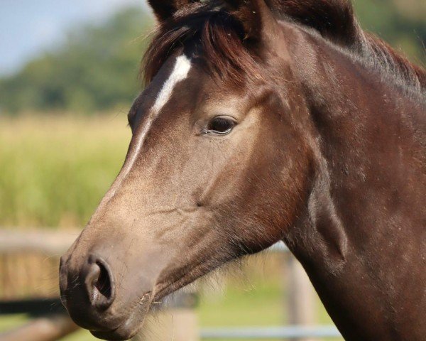 horse Stute von Neverland WE / Vincent (German Riding Pony, 2023, from Neverland WE)