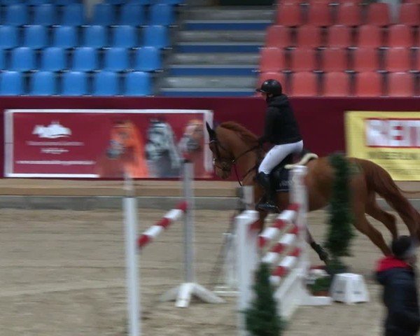 Reitturnier Neustadt/Dosse - Graf von Lindenau-Halle 2024