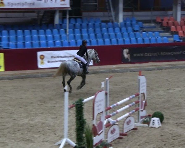 Reitturnier Neustadt/Dosse - Graf von Lindenau-Halle 2024