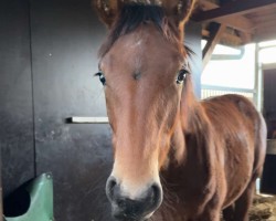 horse Dante Pezi (Oldenburg show jumper, 2024, from Drako de Maugre)