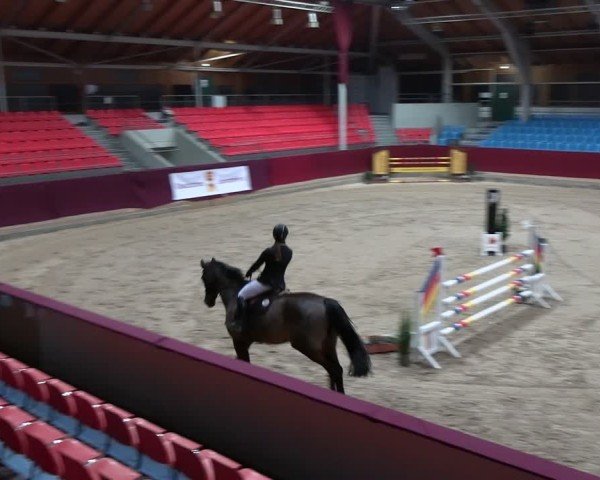 Reitturnier Neustadt/Dosse - Graf von Lindenau-Halle 2024