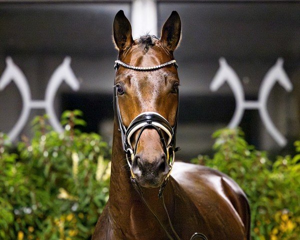 horse Qing Diamond VEC (Hanoverian, 2022, from Quaterback)