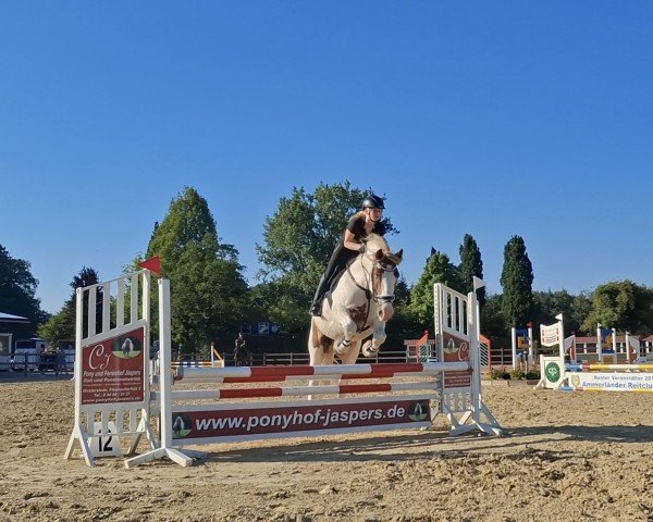 dressage horse Monte 61 (Tinker / Irish Cob / Gypsy Vanner, 2013)