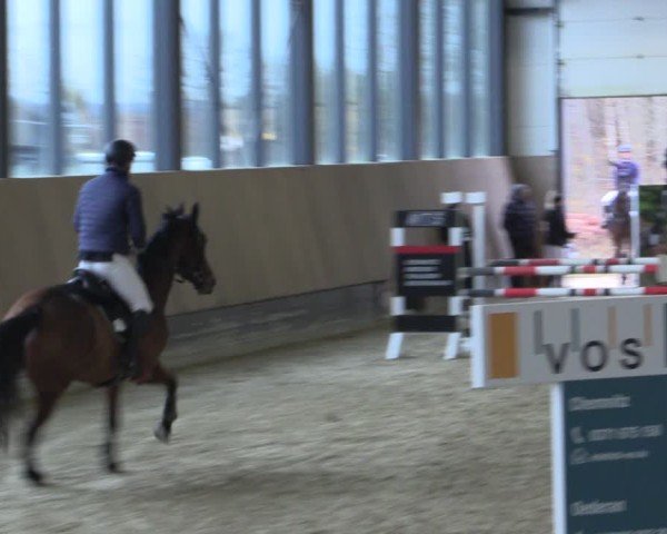 Reitturnier Zwickau 2024