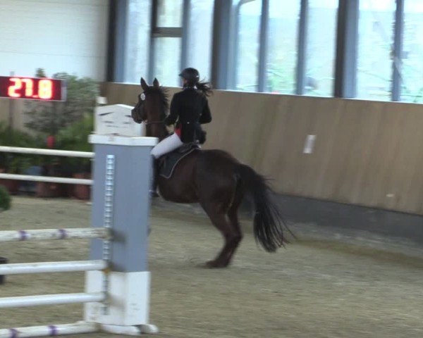 Reitturnier Zwickau 2024