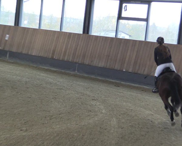 Reitturnier Zwickau 2024