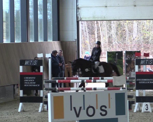 Reitturnier Zwickau 2024