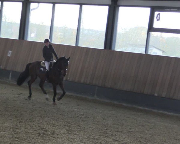 Reitturnier Zwickau 2024