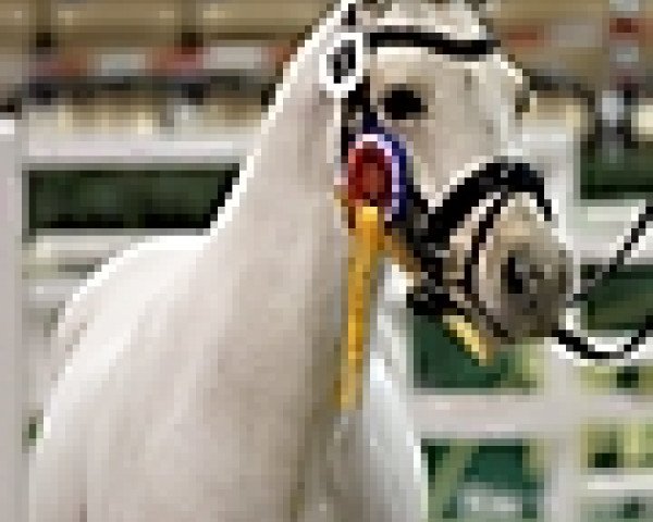 stallion Grenzhoehes Doscardi (German Riding Pony, 2014, from Diors Daikiri)