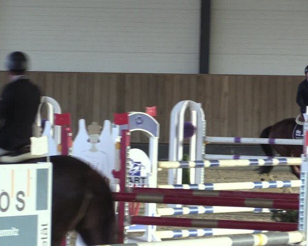 Reitturnier Zwickau 2024