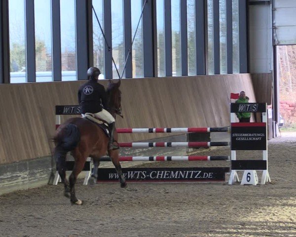 Reitturnier Zwickau 2024