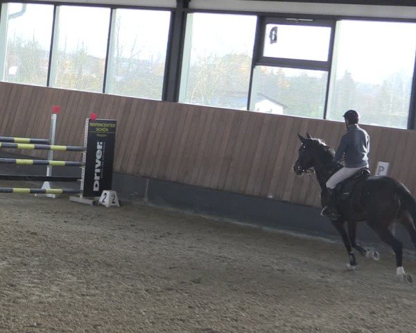 Reitturnier Zwickau 2024