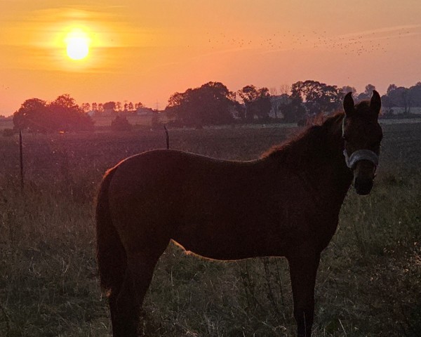 horse Unika PB (Mecklenburg, 2024, from Untouchable)