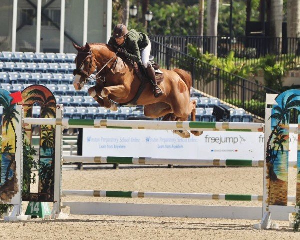 jumper Great Thing (Belgium Sporthorse, 2012, from President)