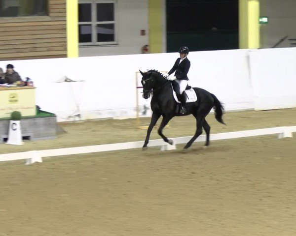 Reitturnier Stadl-Paura 2024