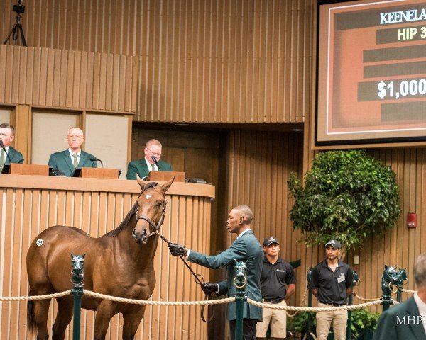 horse Mccorvey xx (Thoroughbred, 2022, from Curlin xx)