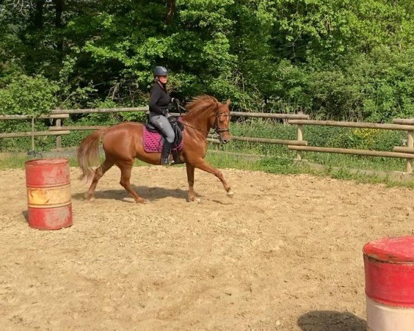Springpferd Summer Breeze 6 (Deutsches Reitpony, 2012, von Windsor N)