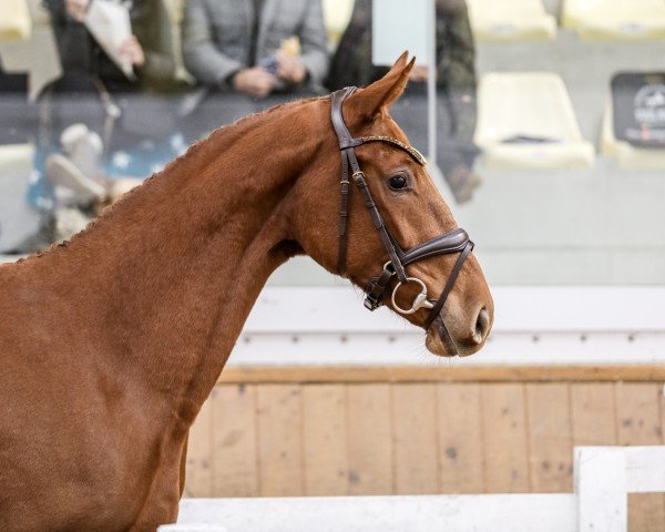 horse Cara Mia MS (Austrian Warmblood, 2022, from Poker de Mariposa Tn)