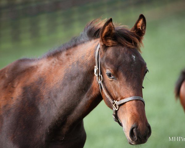 horse Hengst von Gun Runner xx (Thoroughbred, 2024, from Gun Runner xx)