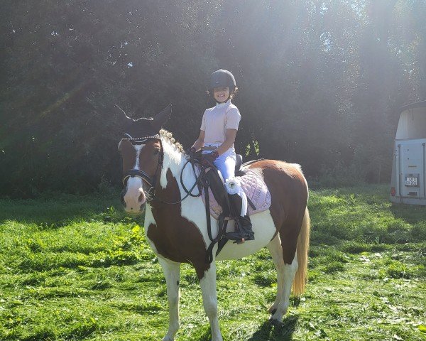 Dressurpferd Beauty 631 (Pony ohne Rassebezeichnung, 2015)