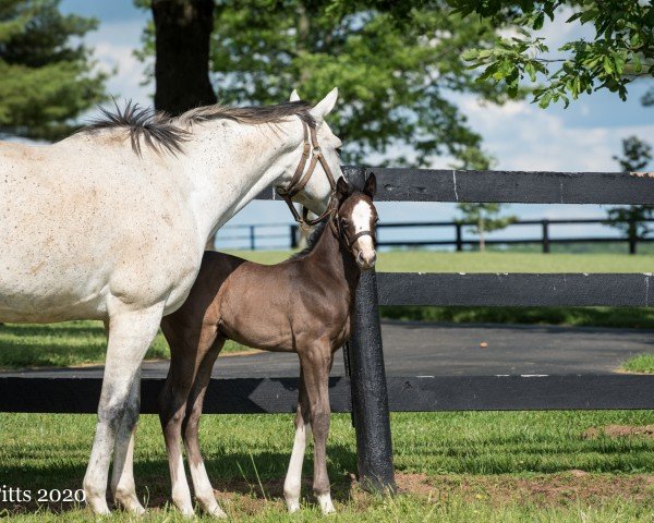 horse Silver Heist xx (Thoroughbred, 2020, from Tapit xx)