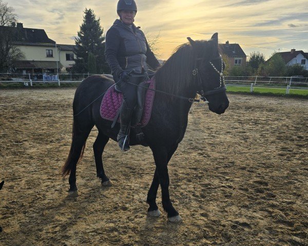 Pferd Dark Night 7 (Welsh-Cob (Sek. D), 2021, von Day and Night AT)