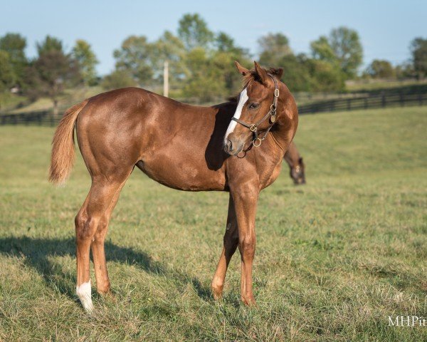 horse Stute von Curlin xx (Thoroughbred, 2024, from Curlin xx)