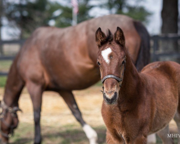 horse Hengst von McKinzie xx (Thoroughbred, 2023, from Mckinzie xx)