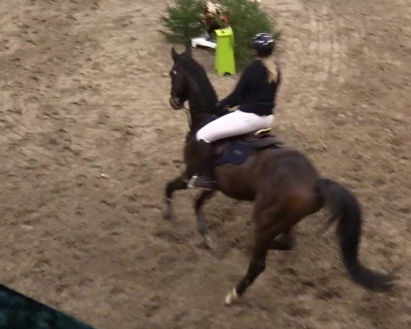 Reitturnier Leck 2024