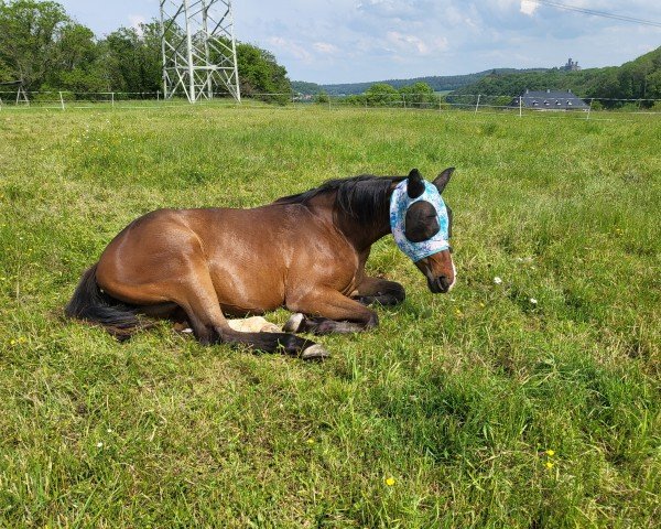 Pferd Labella Luna (Hannoveraner, 2021, von Waterloo 234)