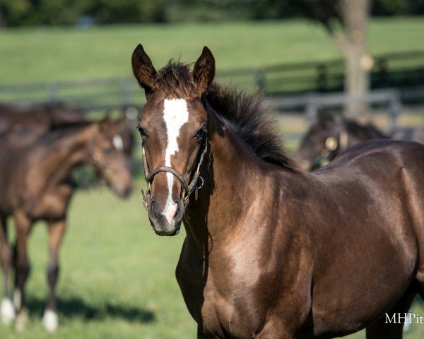 horse Stute von Flightline xx (Thoroughbred, 2024, from Flightline xx)