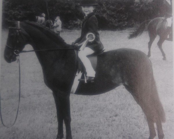 Pferd Bladon Stardust (British Riding Pony, 1974, von Pickwick)