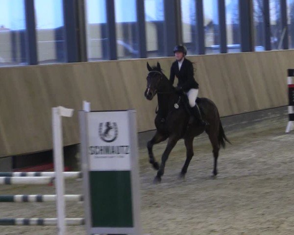 Reitturnier Zwickau 2024