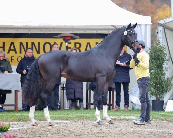 Deckhengst Fontainebleau l'ami (Hannoveraner, 2022, von For Romance I)