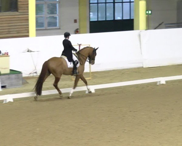 Reitturnier Stadl-Paura 2024