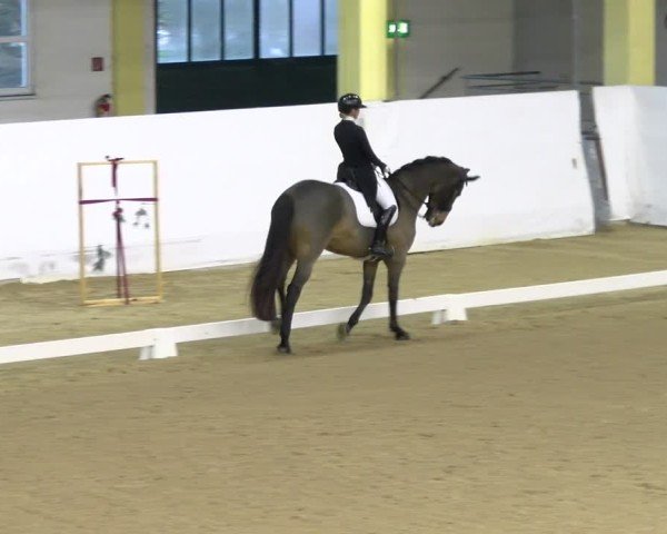Reitturnier Stadl-Paura 2024