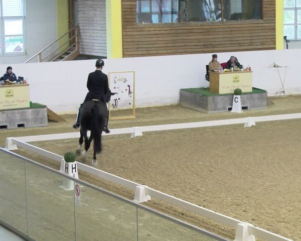 Reitturnier Stadl-Paura 2024