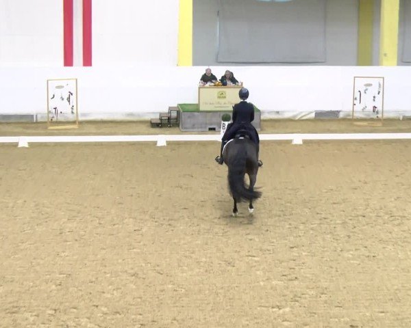 Reitturnier Stadl-Paura 2024