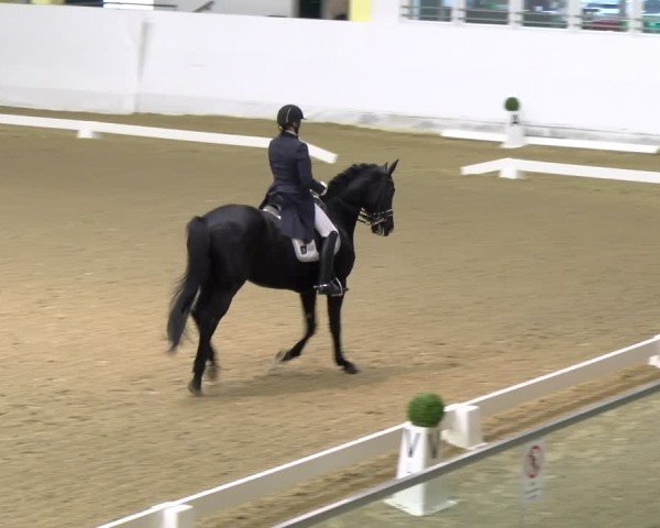 Reitturnier Stadl-Paura 2024