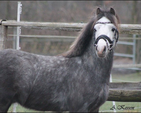 Dressurpferd Kluft Picolo (Welsh Mountain Pony (Sek.A), 2013, von Ysselvliedt's Special Edition)