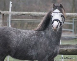 dressage horse Kluft Picolo (Welsh mountain pony (SEK.A), 2013, from Ysselvliedt's Special Edition)